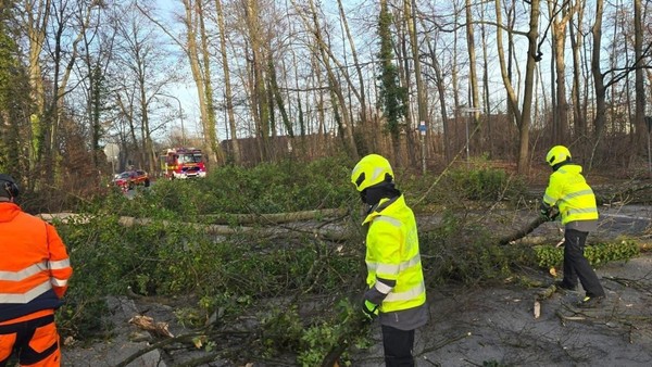 Feuerwehr kümmert sich um Totholz: Autofahrer auf der A44 ärgern sich