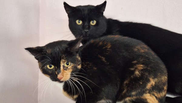 Menschenkontakt befremdlich: Verwildertes Katzenpaar sucht ruhiges Zuhause