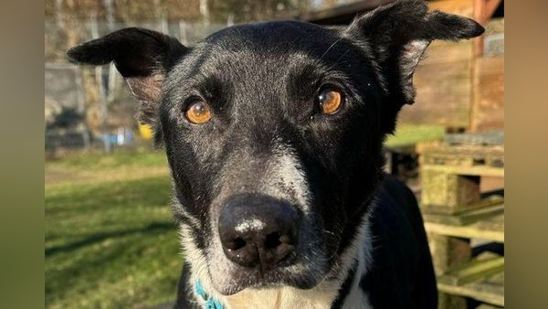 Tierheim Velbert: Fast sein ganzes Leben musste Hund Luc im Zwinger leiden