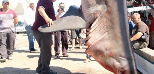 Mittelmeer: 2025 wurden mehr als 40 Weiße Haie getötet