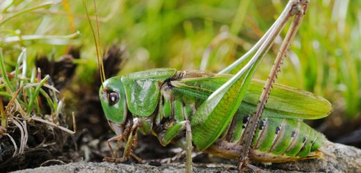 Warzenbeißer-Heuschrecke: Dieser Kollege hier ist »Insekt des Jahres«