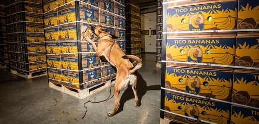 Belgien und der Kampf gegen die Drogenmafia: Entsteht hier gerade ein Narco-Staat?