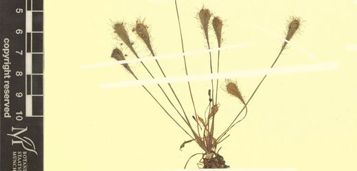 Bayern: Neue fleischfressende Pflanze im Nachlass eines Botanikers entdeckt