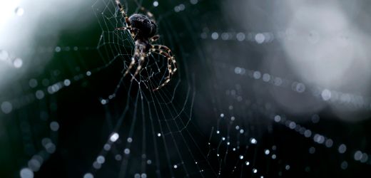 Bissendorf – Landkreis Osnabrück: Spinne löst nächtlichen Polizeieinsatz aus