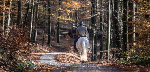 Calden: Feuerwerk schreckt Pferd auf – 22-Jährige stirbt