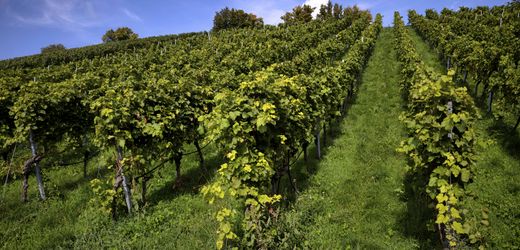 Deutscher Weinanbau steckt laut Verband in »historischer Krise«