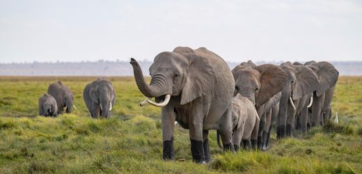 Afrika: Elefanten, Giraffen und Nashörner folgen dem Salz