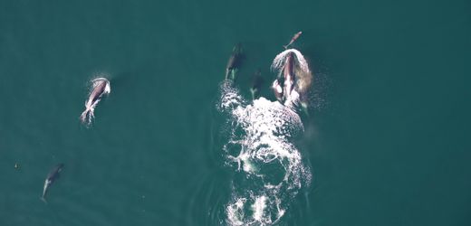 Kanada: Orcas und Delfine gehen gemeinsam auf die Jagd