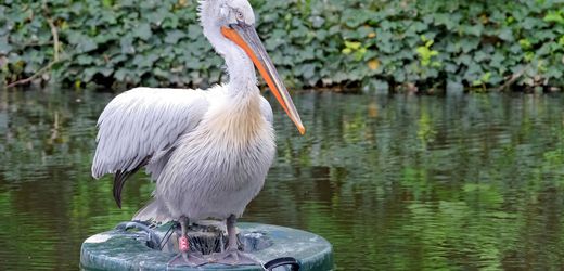 Vogelgrippe: Zoo Leipzig tötet alle Krauskopfpelikane