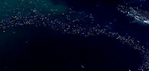 Bondi Beach nach dem Anschlag: Surfer gedenken der Opfer mit »Paddle-Out« – Video