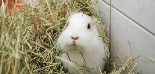 Momfluencerin soll Kaninchen im Wald ausgesetzt haben – und erntet Shitstorm
