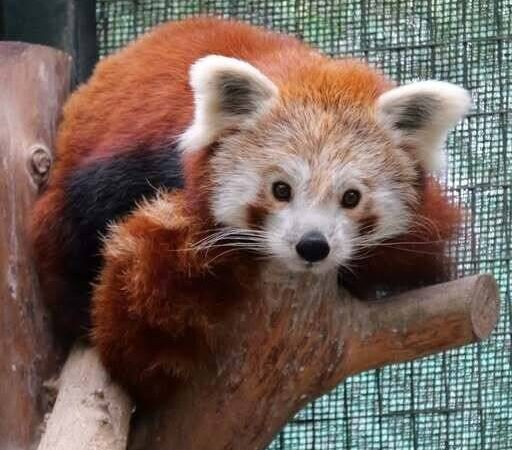 Bedrohte Art im Krefelder Zoo: Zoo hat einen neuen roten Panda