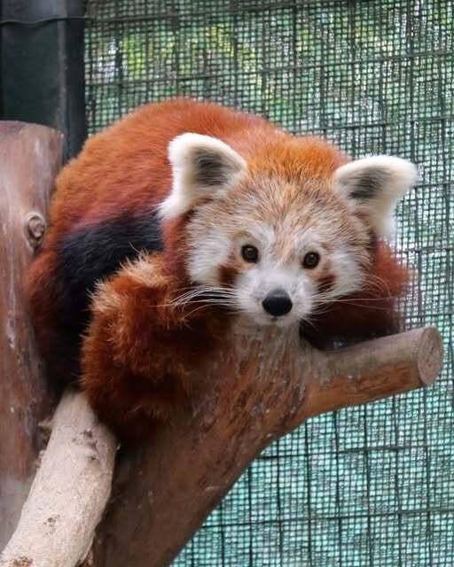 Bedrohte Art im Krefelder Zoo: Zoo hat einen neuen roten Panda