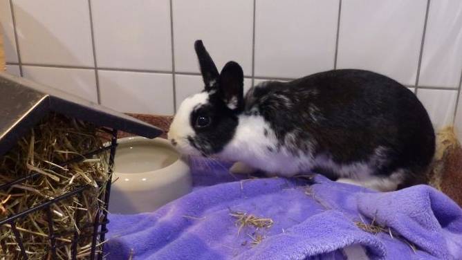 Tier der Woche in Nettetal: Möhrengrün ist bei Lulu der Renner