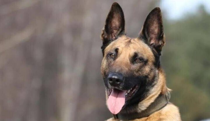 Drogenspürhund in Marxloh im Einsatz: „Buddy“ erschnüffelt Drogen im Auto eines mutmaßlichen Dealers