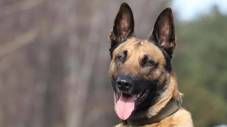 Drogenspürhund in Marxloh im Einsatz: „Buddy“ erschnüffelt Drogen im Auto eines mutmaßlichen Dealers