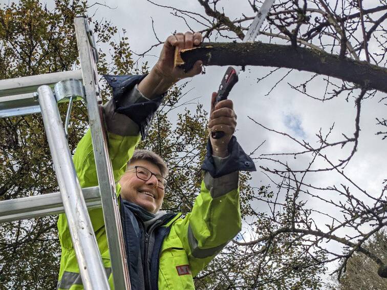 Praxiswissen rund um Streuobst: Nabu bietet Kurse zum fachgerechten Obstbaumschnitt an
