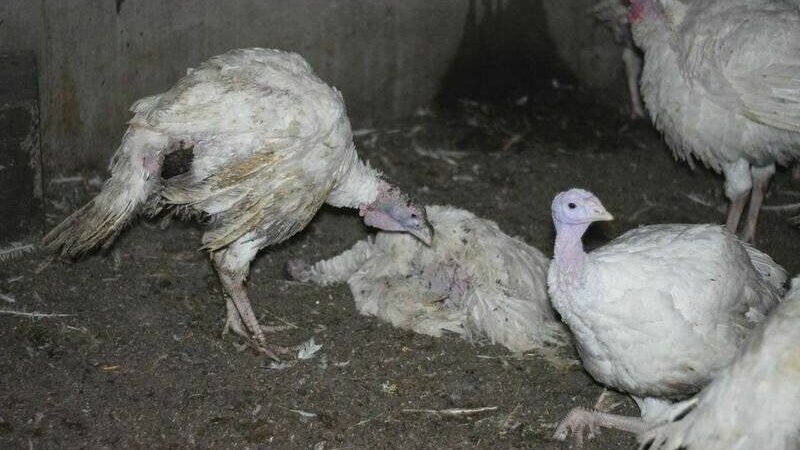 Aktivisten gegen Putenmast: Generalstaatsanwalt prüft Ermittlungen wegen Tierquälerei in Rees