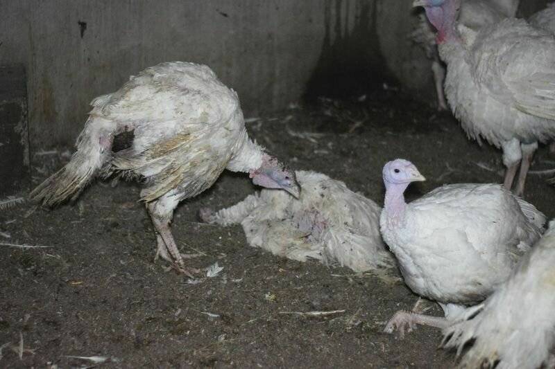 Aktivisten gegen Putenmast: Generalstaatsanwalt prüft Ermittlungen wegen Tierquälerei in Rees