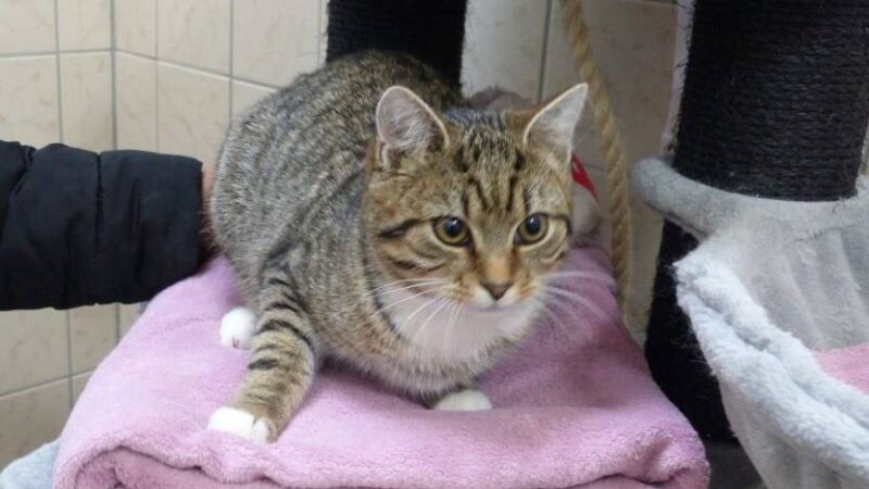 Tier der Woche: Tim und Tina sind lieb, aber ängstlich