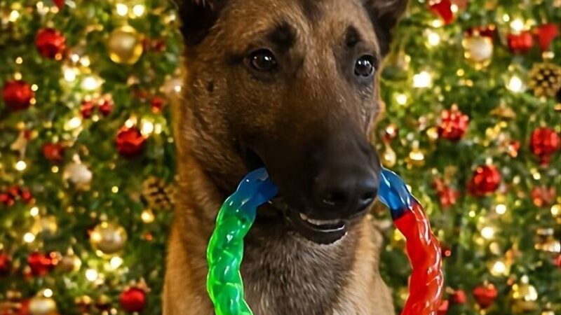 Staffel aus Mönchengladbach: Wie Polizeihunde Weihnachten verbringen