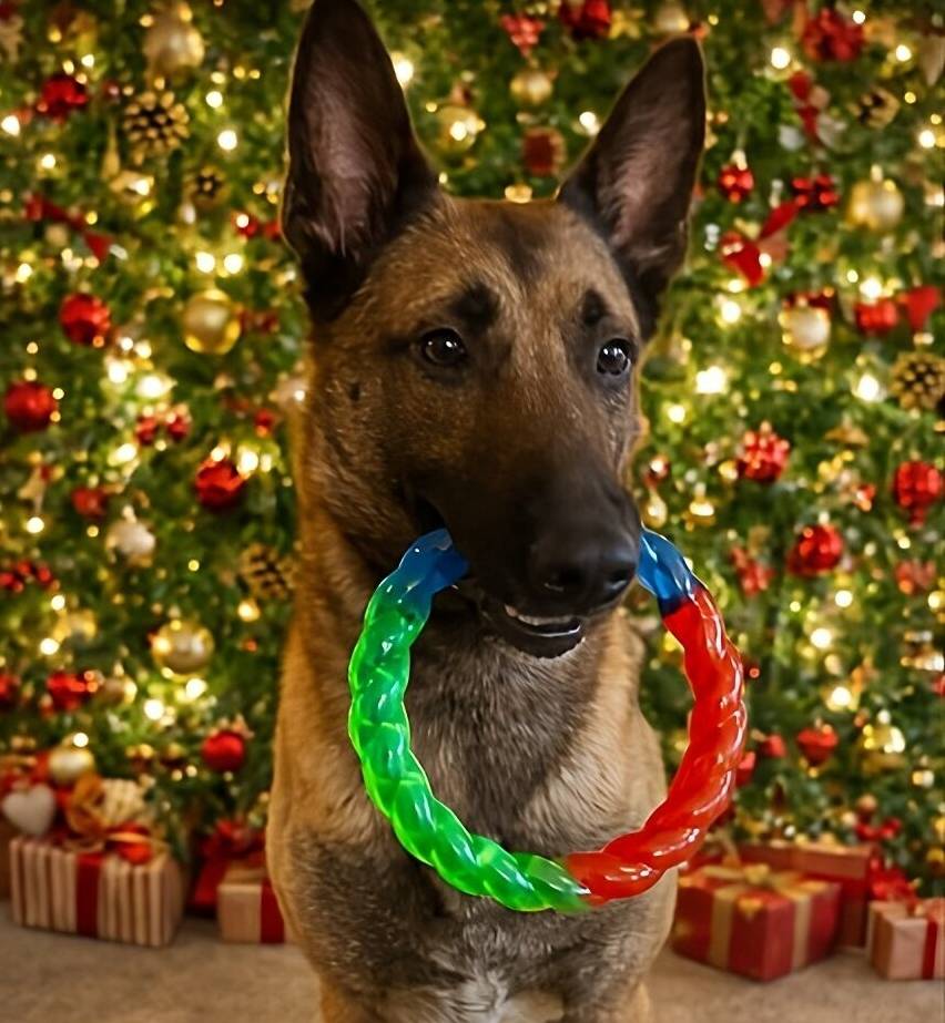 Staffel aus Mönchengladbach: Wie Polizeihunde Weihnachten verbringen