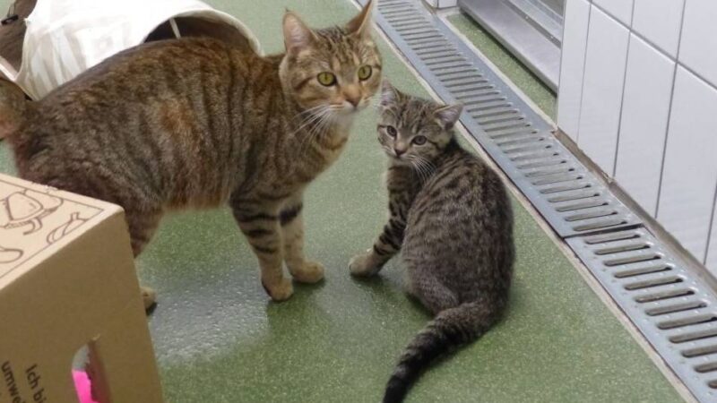 Tier der Woche in Lobberich: Dieses Mutter-Sohn-Gespann gibt es nur zusammen