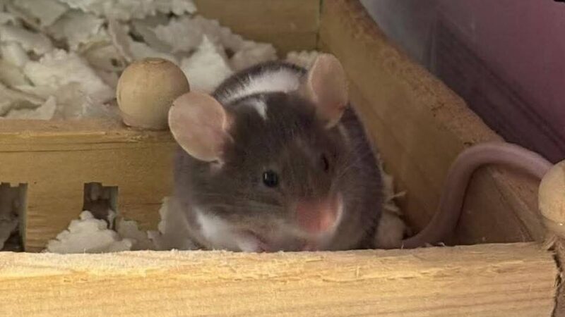 Tierheim in Hilden: Farbmäuse im Karton am Hildorado ausgesetzt