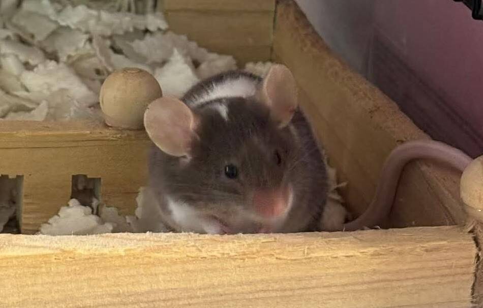 Tierheim in Hilden: Farbmäuse im Karton am Hildorado ausgesetzt