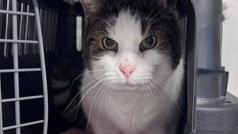 Tier der Woche aus Hilden: Morle möchte Einzelkater bleiben