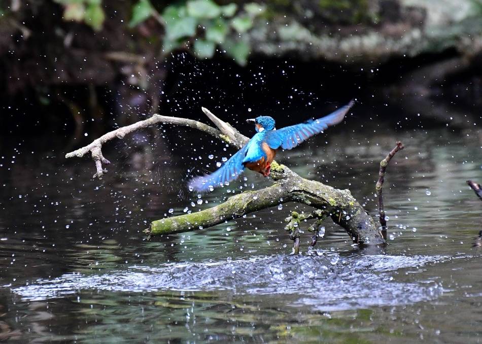 Teich-Sanierung im Neusser Stadtgarten: Wie die Stadt den Eisvogel bei den Arbeiten berücksichtigt