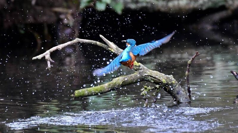 Neusser fotografiert regelmäßig Eisvögel: Auf den Spuren eines stillen Jägers