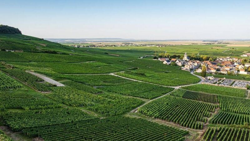 Sekt aus bekannter Winzer-Region: Neusser gründet Online-Handel für Champagner