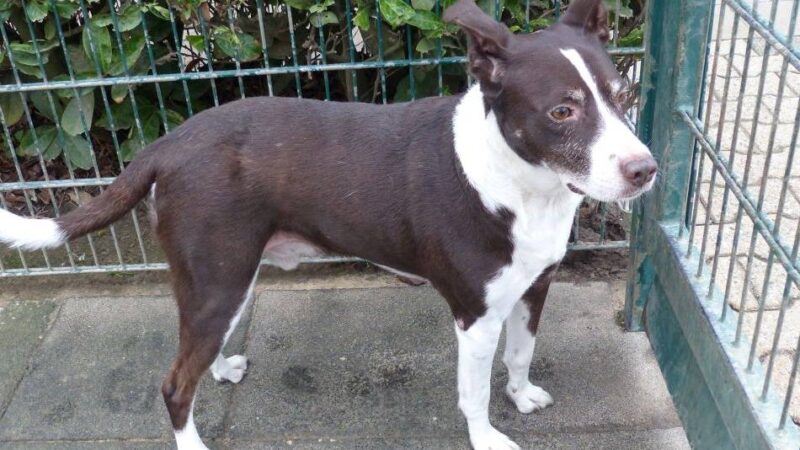 Tierheim Lobberich: Cayo mag besonders lange Spaziergänge