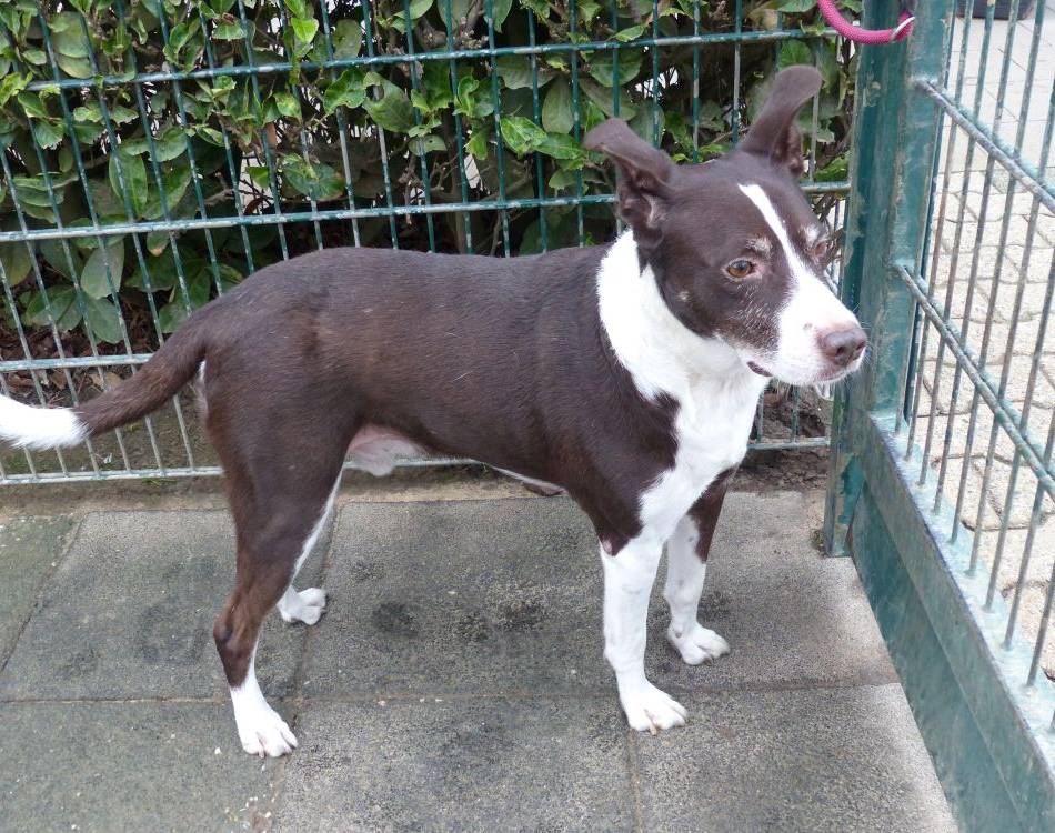 Tierheim Lobberich: Cayo mag besonders lange Spaziergänge