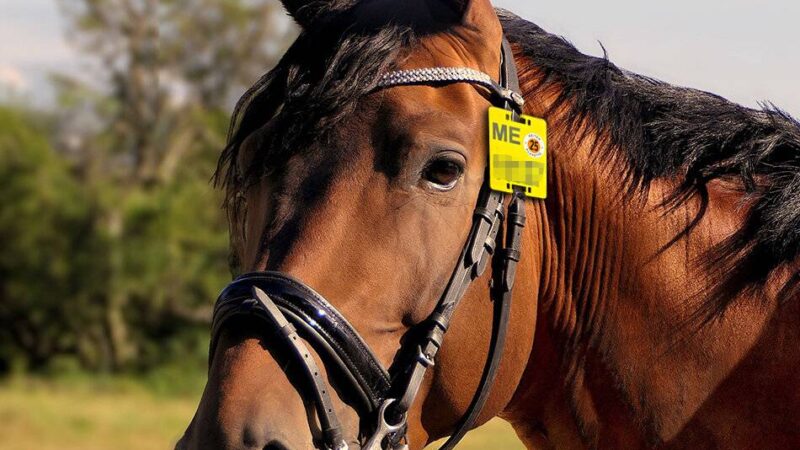Fehlende Reitplakette ist Ordnungswidrigkeit: Neue Nummernschilder für Reitpferde sind abholbereit