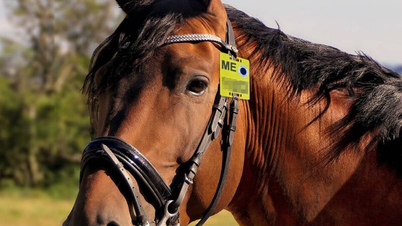 Untere Naturschutzbehörde Kreis Mettmann: Reiter benötigen die neue Reitplakette für 2026