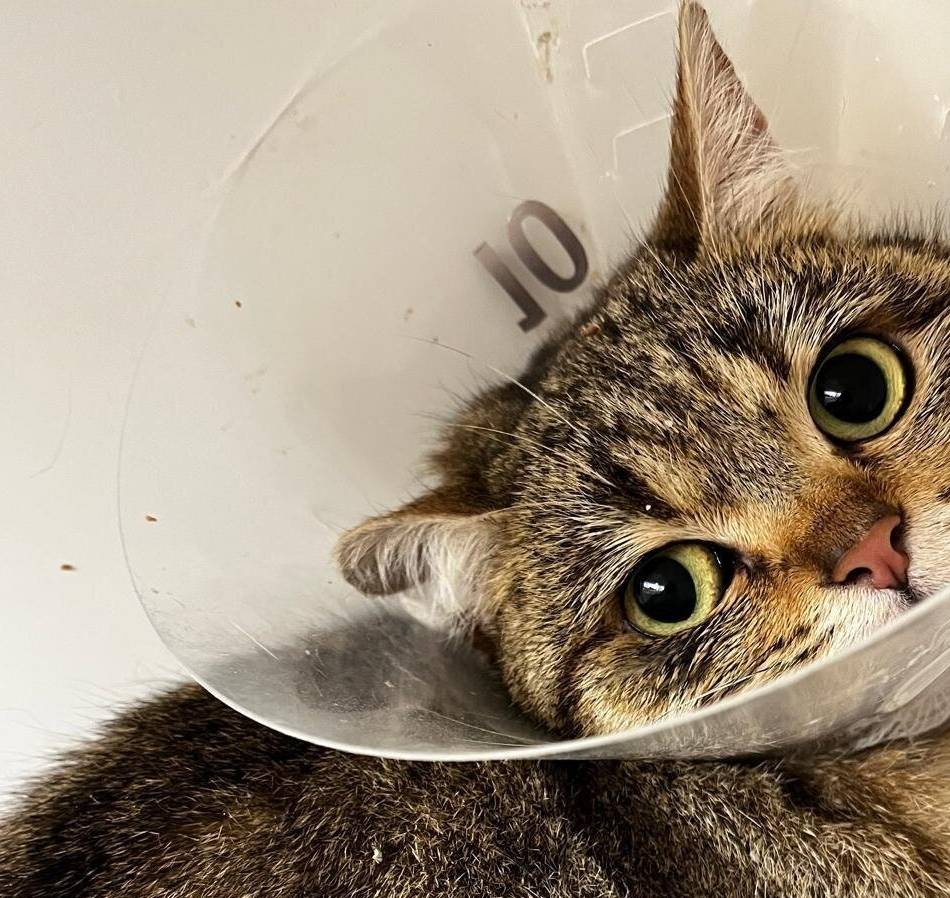 Tierheim Hilden sammelt Spenden: Verletztes Kätzchen Carmen braucht Hilfe