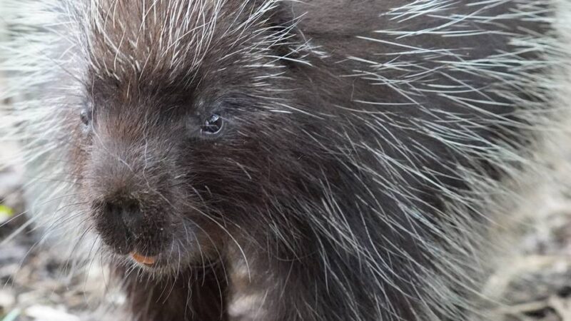 Weihnachtsferienrallye in Kleve: Tierische Winterrätsel locken in den Tiergarten