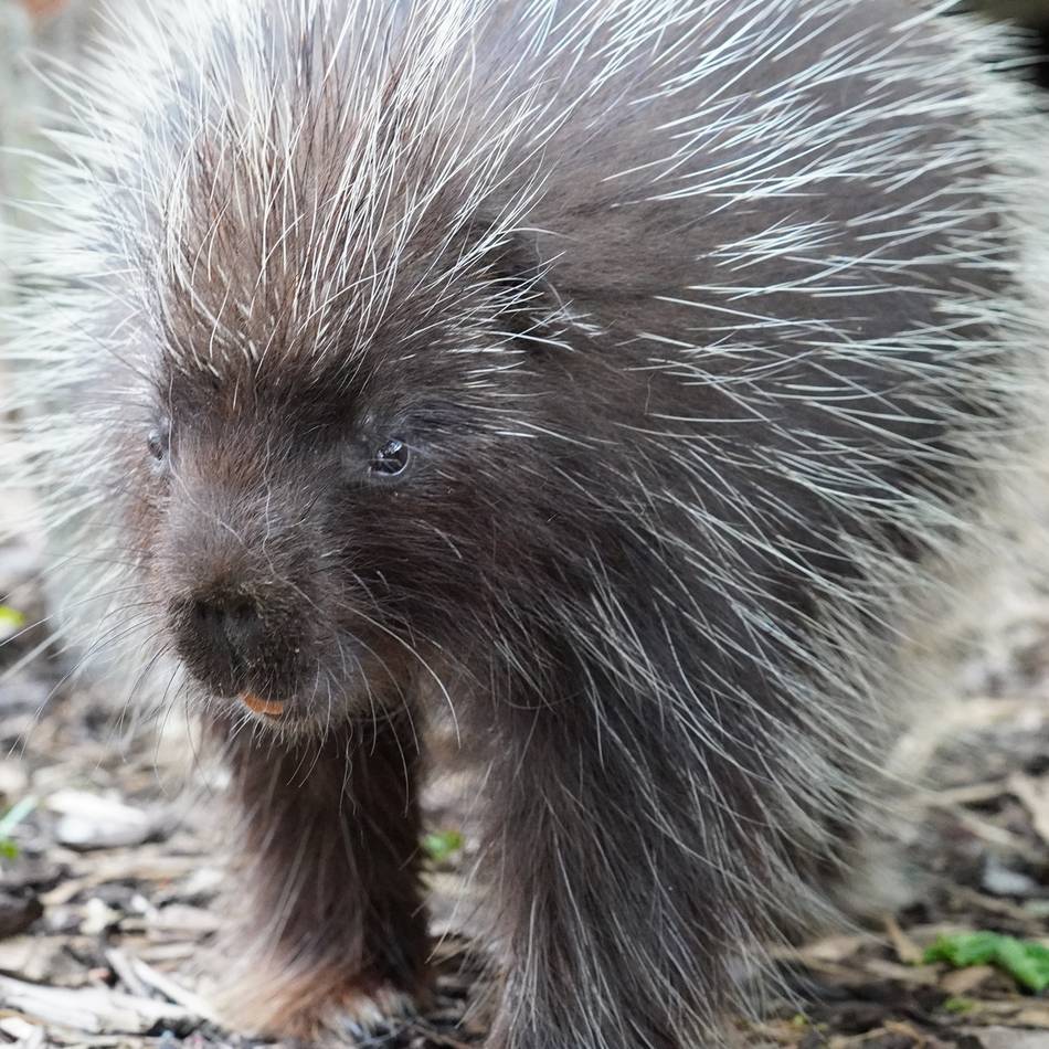 Weihnachtsferienrallye in Kleve: Tierische Winterrätsel locken in den Tiergarten