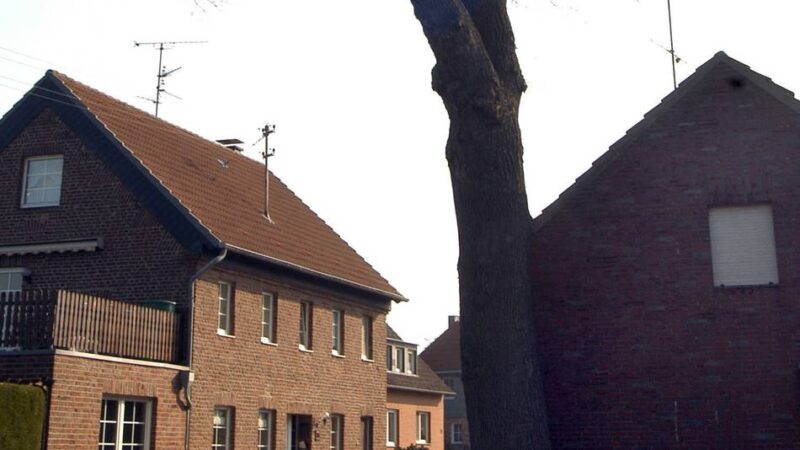Baumschutzkonzept mit Ersatzpflanzungen: Diese Stieleichen und Linden stehen auf der Fällliste in Kranenburg