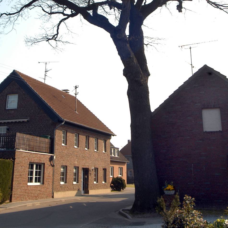 Baumschutzkonzept mit Ersatzpflanzungen: Diese Stieleichen und Linden stehen auf der Fällliste in Kranenburg