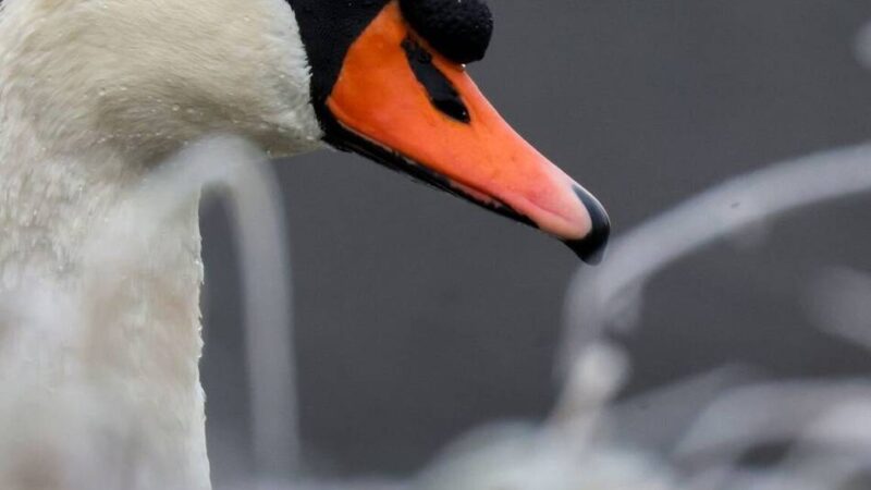 Einsatz in Grefrath: Vinkrather Wehr holt Schwan vom Eis