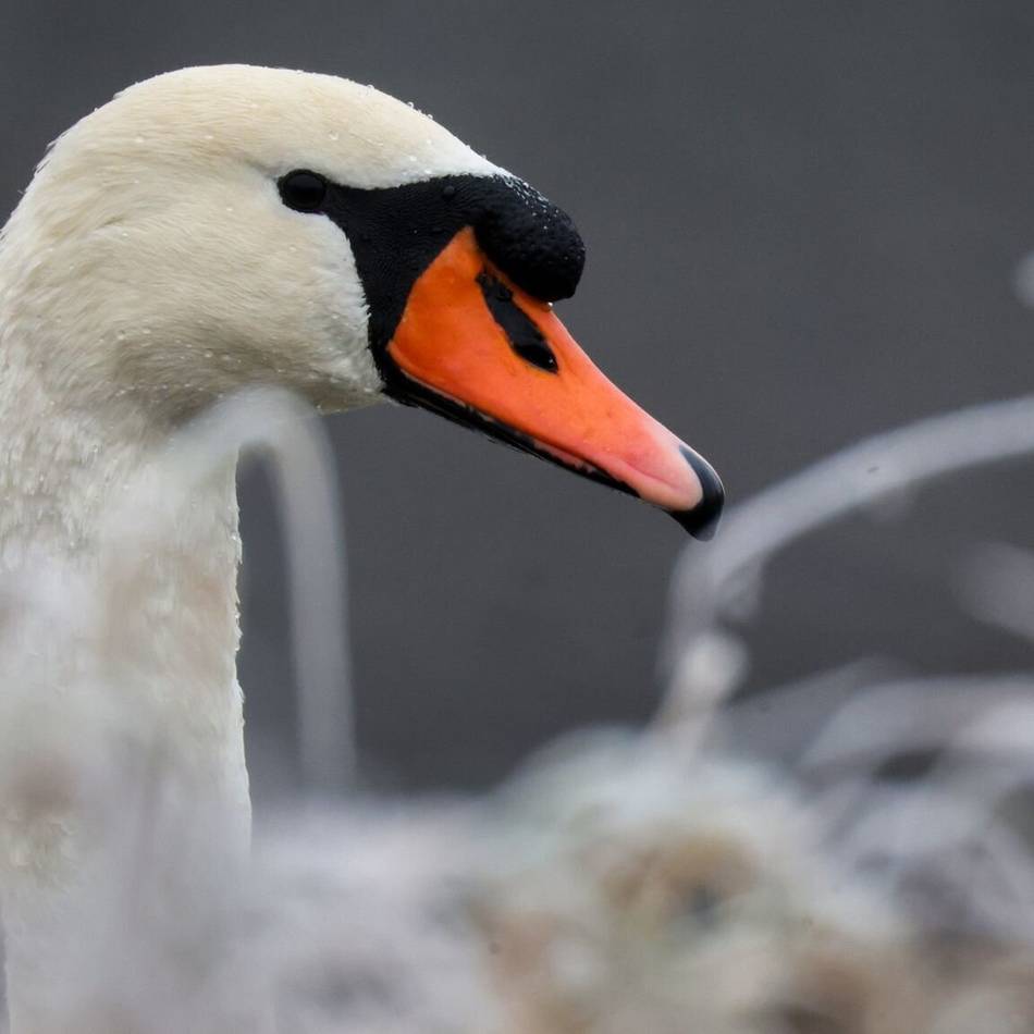 Einsatz in Grefrath: Vinkrather Wehr holt Schwan vom Eis