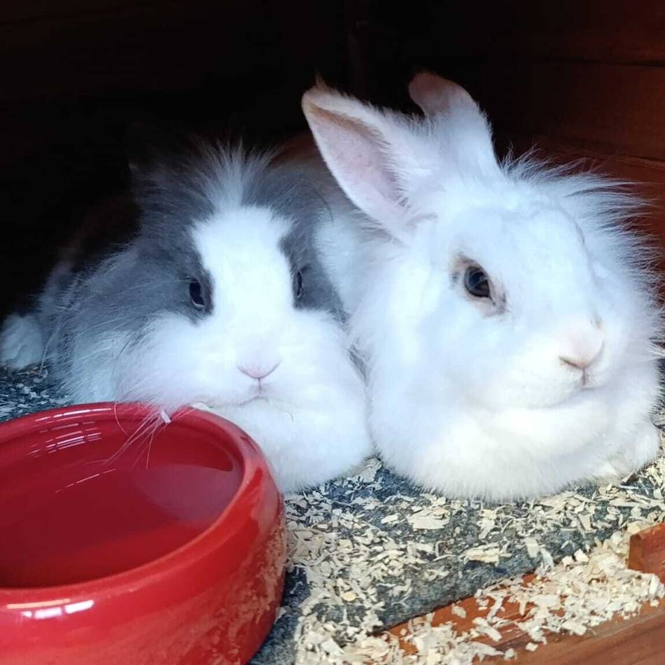 Tier der Woche aus Hilden: Cookie und Snow gibt’s nur im Doppelpack
