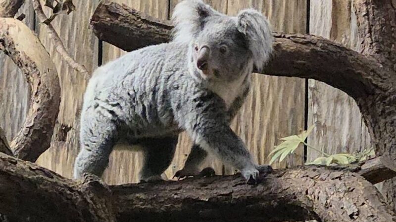 Neue Bewohnerin im Zoo Duisburg: „Inala wird frischen Wind ins Koalahaus bringen“