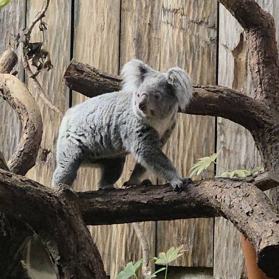 Neue Bewohnerin im Zoo Duisburg: „Inala wird frischen Wind ins Koalahaus bringen“