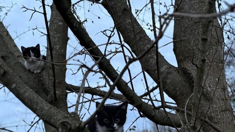 In Mönchengladbacher Wohnsiedlung: Drei Katzenbabys fliehen vor der Feuerwehr