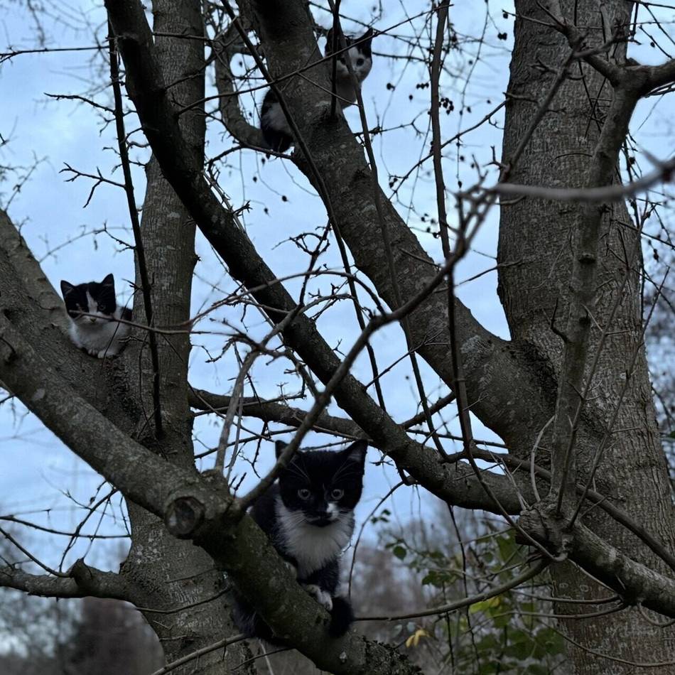 In Mönchengladbacher Wohnsiedlung: Drei Katzenbabys fliehen vor der Feuerwehr