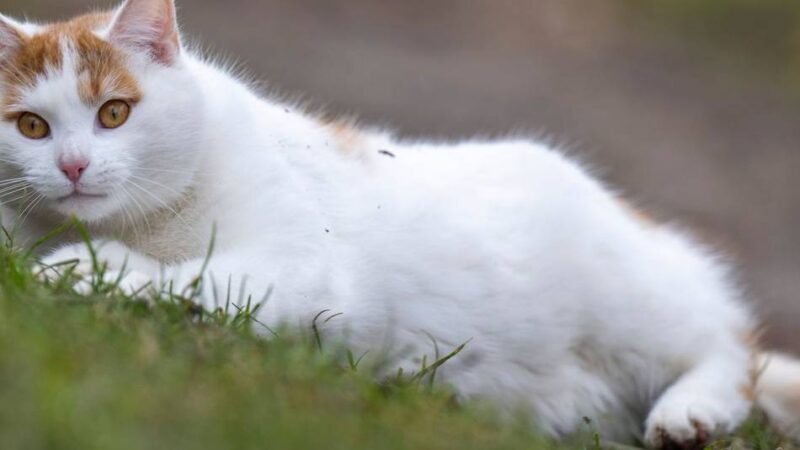 Funde in Brandenburg: Katzen können sich mit Geflügelpest infizieren